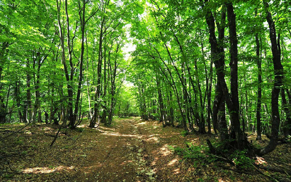 Chương trình hành động bảo vệ và phát triển rừng - Ảnh 1