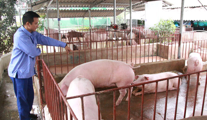 Huyện Mê Linh đang tồn 6.000 tấn thịt lợn hơi - Ảnh 1
