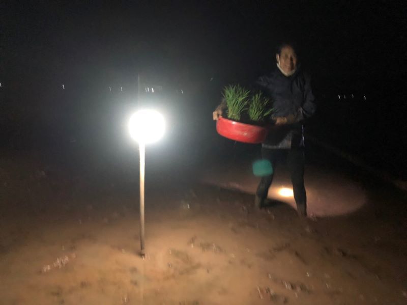 Hà Nội: Nông dân chong đèn cấy lúa đêm tránh nắng - Ảnh 5