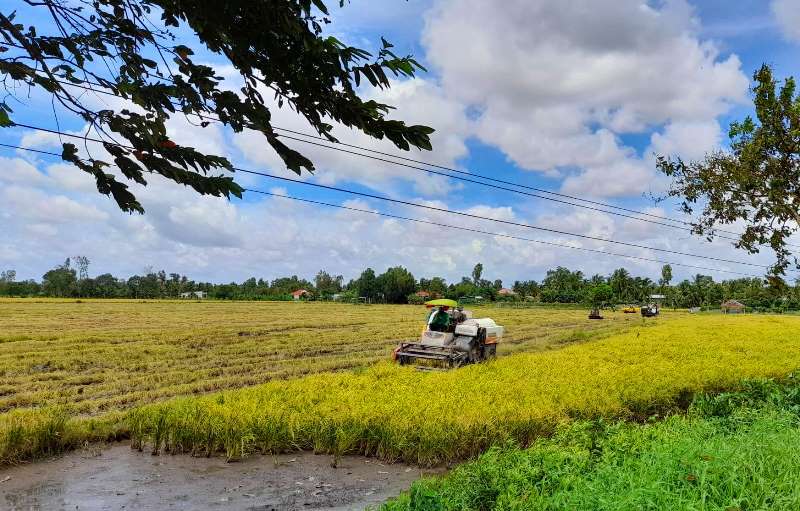 Hậu Giang: Khó khăn trong thu hoạch, thu mua lúa - Ảnh 1