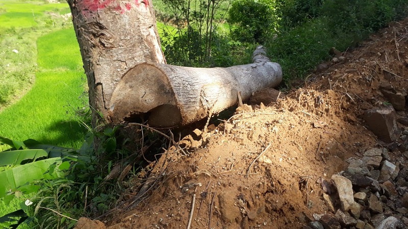 Quảng Ngãi: San phẳng rừng phòng hộ để làm đường trái phép - Ảnh 3