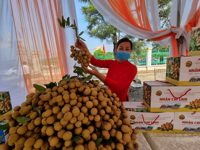 Thành phố Chí Linh mở vườn thu hái nhãn xuất khẩu châu Âu - Ảnh 1