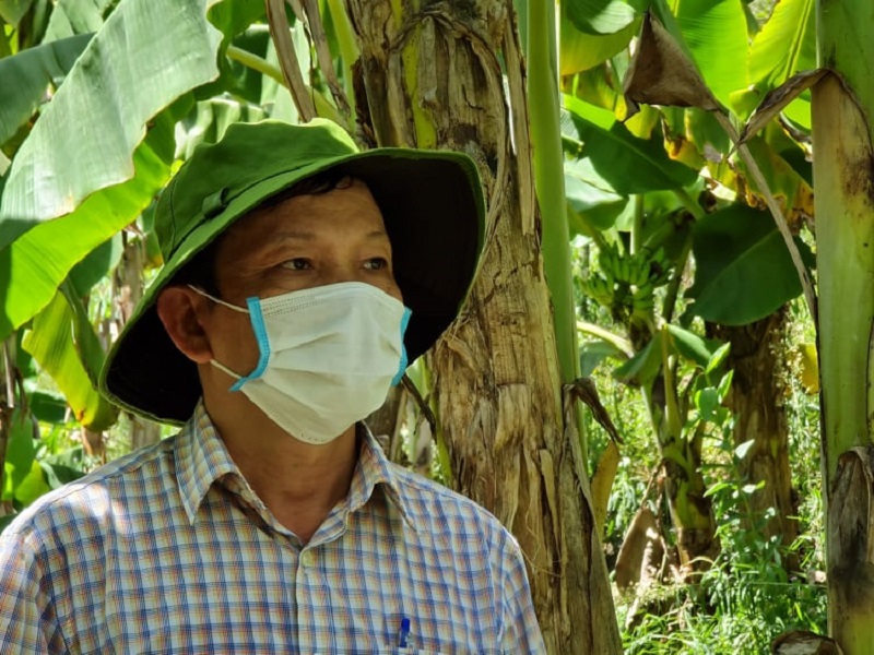 Quảng Ngãi: Người Cadong trồng cây ăn quả theo chuẩn VietGap - Ảnh 5
