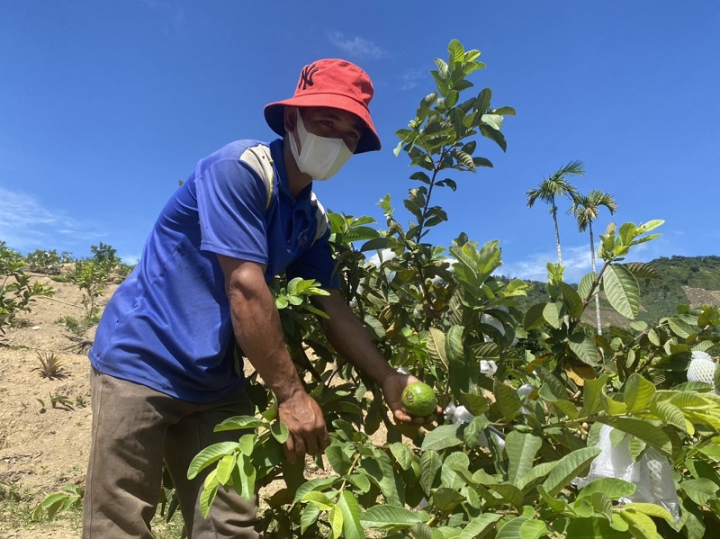 Quảng Ngãi: Người Cadong trồng cây ăn quả theo chuẩn VietGap - Ảnh 2