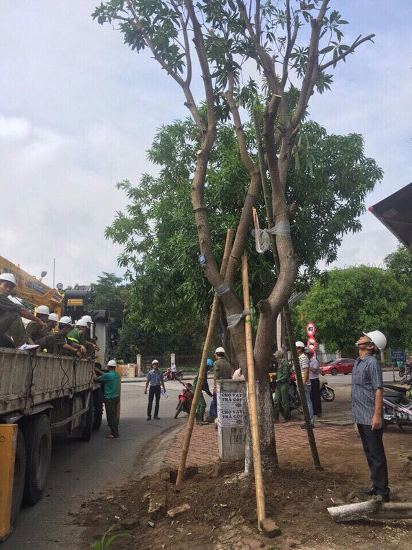 Hà Nội hỗ trợ TP Vinh khắc phục cây gãy đổ do bão số 2 - Ảnh 2