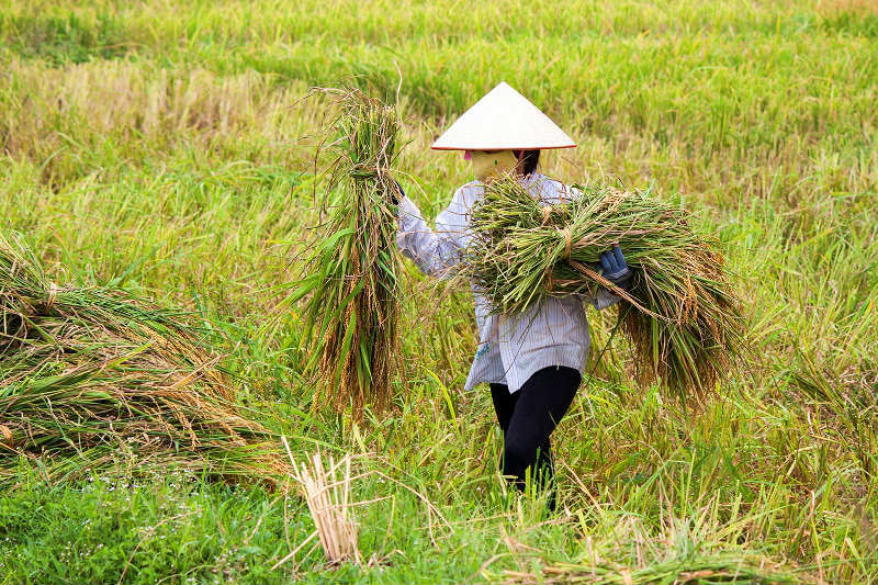 Thanh Oai, Mỹ Đức vào vụ thu hoạch lúa Chiêm Xuân - Ảnh 9