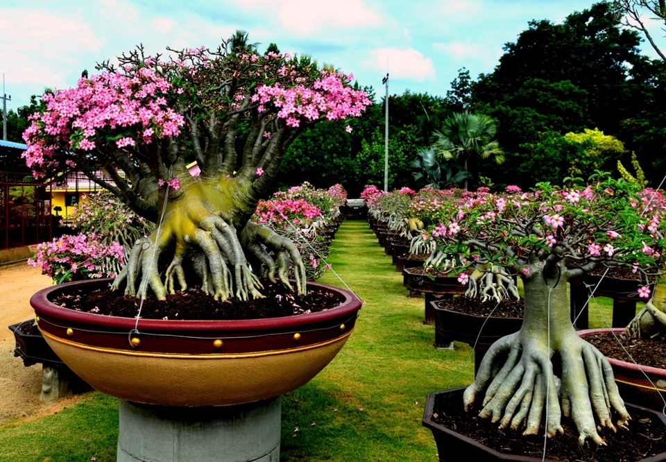 Lạc vào cõi hoa Sứ khu công viên Nong Nooch Garden and Resort (Thái Lan) - Ảnh 9