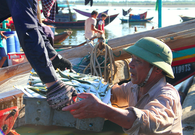 Ngư dân Hà Tĩnh được mùa cá trích đầu vụ - Ảnh 3
