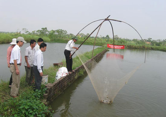 Sau thịt lợn, đến lượt thủy sản tiêu thụ khó khăn - Ảnh 1