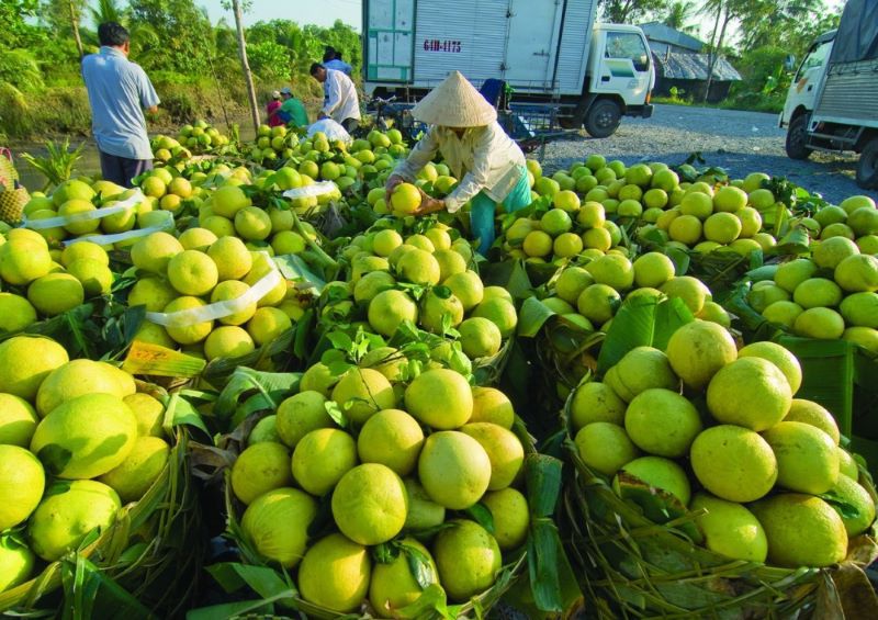 Gỡ điểm nghẽn tiêu thụ nông sản cho các tỉnh phía Nam: Một mũi tên trúng hai đích - Ảnh 1