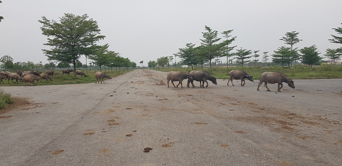 [Cảnh báo cơn sốt đất đang bị đẩy xa hơn giá trị thực tế] Kỳ 1: Chóng mặt vì giá đất “nhảy múa” - Ảnh 1