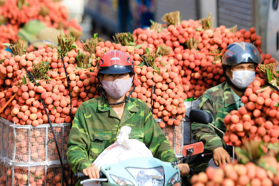 Bắc Giang: Vải thiều Lục Ngạn trong vùng giãn cách xã hội được tiêu thụ như thế nào? - Ảnh 1