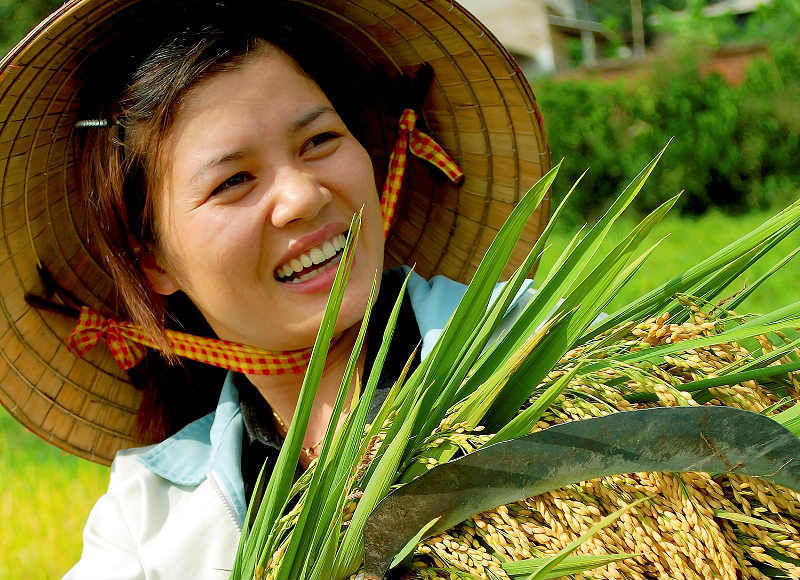 Thanh Oai, Mỹ Đức vào vụ thu hoạch lúa Chiêm Xuân - Ảnh 13