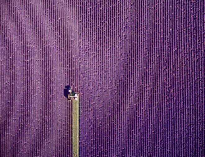 Hồ súng Việt Nam lọt top 12 bức ảnh chụp bằng flycam ấn tượng nhất thế giới - Ảnh 4