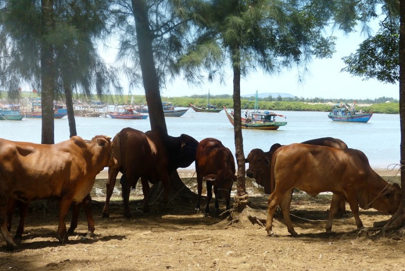 Vẻ đẹp ngư dân bám biển - Ảnh 7