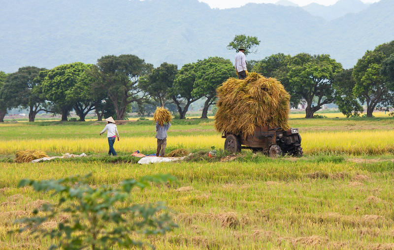 Thanh Oai, Mỹ Đức vào vụ thu hoạch lúa Chiêm Xuân - Ảnh 2