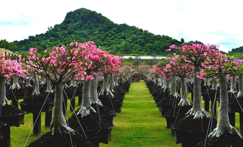 Lạc vào cõi hoa Sứ khu công viên Nong Nooch Garden and Resort (Thái Lan) - Ảnh 14