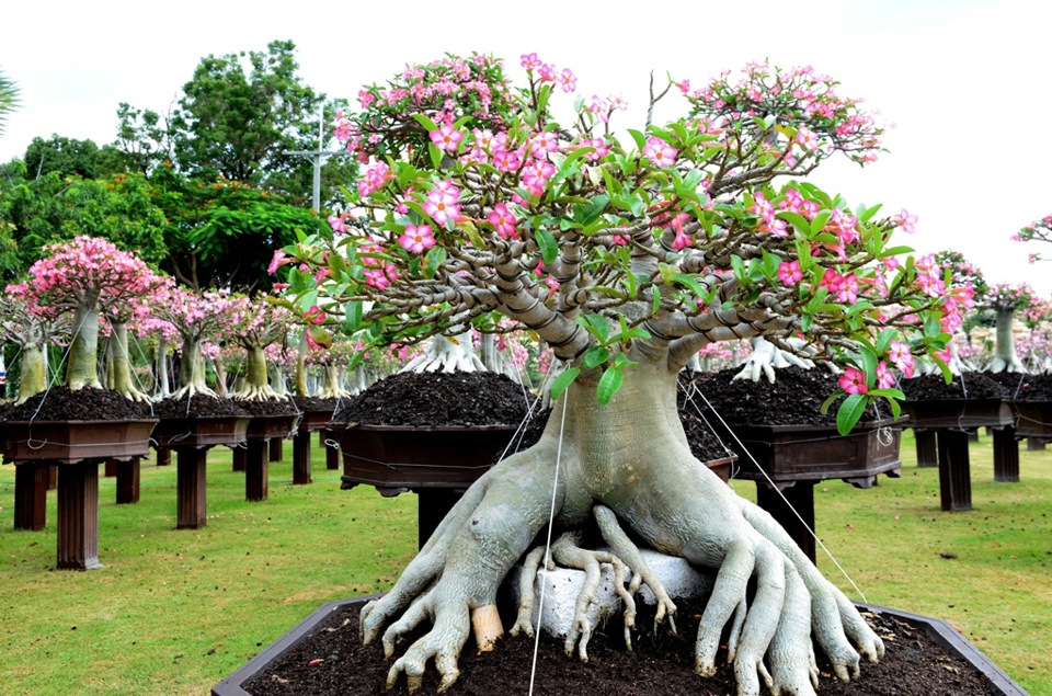 Lạc vào cõi hoa Sứ khu công viên Nong Nooch Garden and Resort (Thái Lan) - Ảnh 1