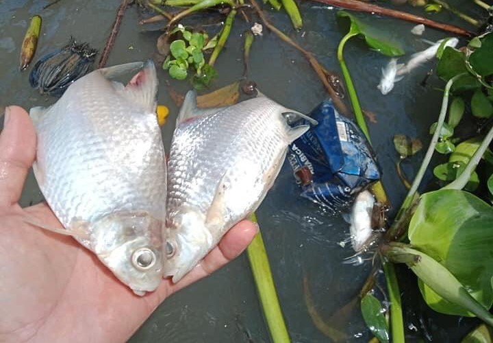 Cần Thơ: Hơn 2 tấn cá chết trên sông chưa rõ nguyên nhân - Ảnh 2