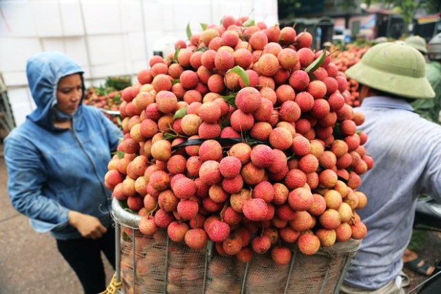 Bộ Nông nghiệp tổng lực hỗ trợ Bắc Giang tiêu thụ vải thiều - Ảnh 1