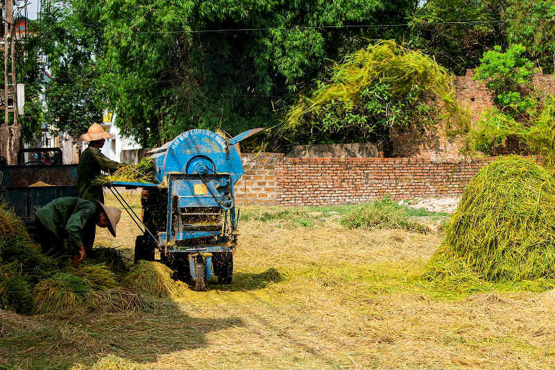 Thanh Oai, Mỹ Đức vào vụ thu hoạch lúa Chiêm Xuân - Ảnh 11
