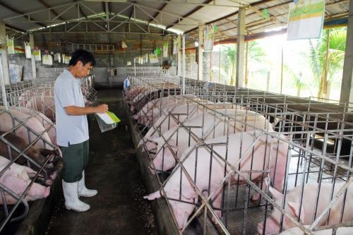 Giá lợn hơi hôm nay 5/7/2021: Giải pháp giúp nông dân chăn nuôi lợn bền vững? - Ảnh 1