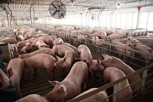 Giá lợn hơi hôm nay 27/4/2021: Cả 3 miền tiếp tục giảm 1.000 - 2.000 đồng/kg - Ảnh 1