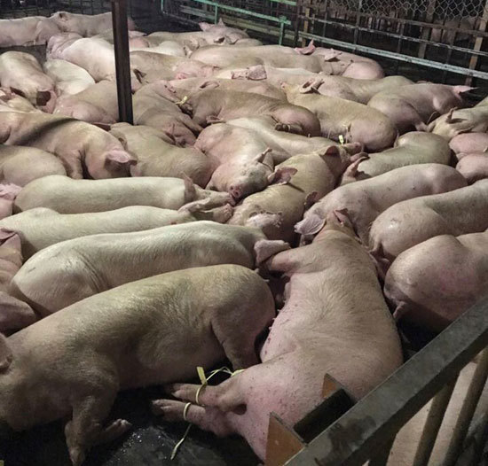 Hơn 5.200 con lợn bị tiêm thuốc an thần chờ giết mổ - Ảnh 2