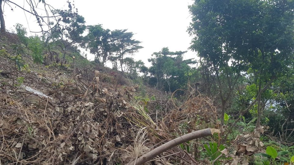 Thanh tra chỉ ra nhiều sai phạm tại Ban Quản lý rừng Kiên Giang - Ảnh 1