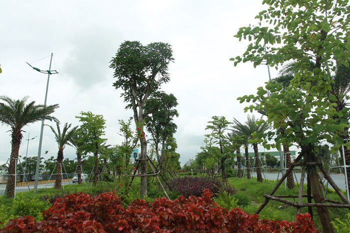 Hà Nội: Ngắm hàng cây xanh mát trên đường Võ Nguyên Giáp - Ảnh 1