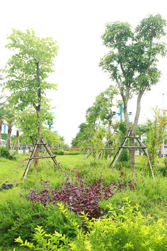 Hà Nội: Ngắm hàng cây xanh mát trên đường Võ Nguyên Giáp - Ảnh 2