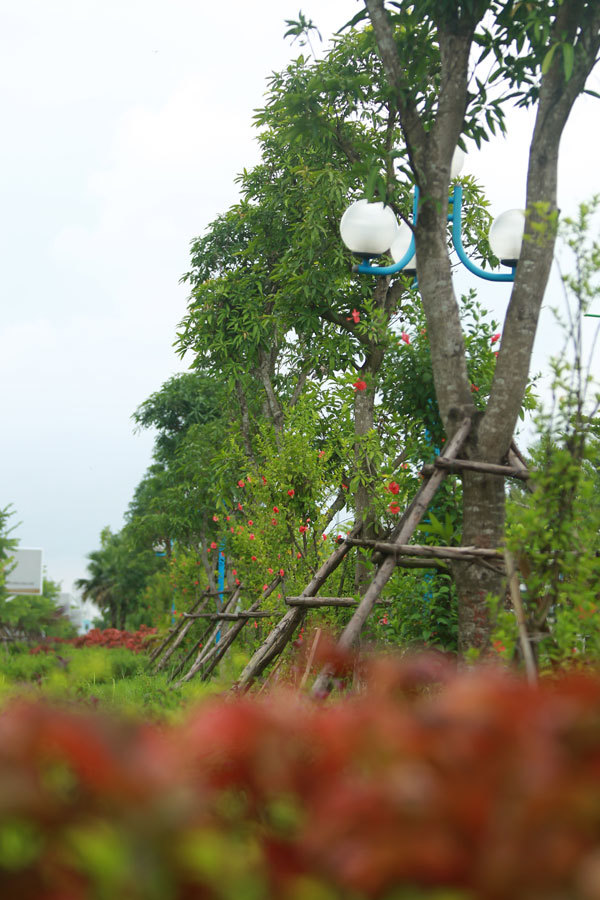 Hà Nội: Ngắm hàng cây xanh mát trên đường Võ Nguyên Giáp - Ảnh 4