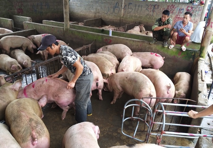Giá lợn hơi ngày 23/7/2021: Hỗ trợ người chăn nuôi tiêu thụ hơn 8.900 con lợn/ngày - Ảnh 1