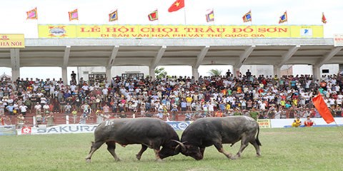 Tăng cường quản lý để tiếp tục tổ chức lễ hội chọi trâu Đồ Sơn - Ảnh 1