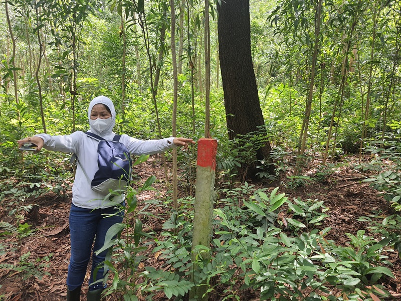 Kiên Giang: Đất rừng Phú Quốc vẫn bị tấn công - Ảnh 1