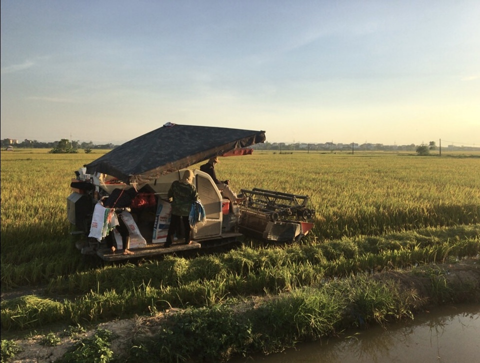Nông dân Hà Nội thu hoạch lúa dưới cái nắng "như đổ lửa" - Ảnh 1
