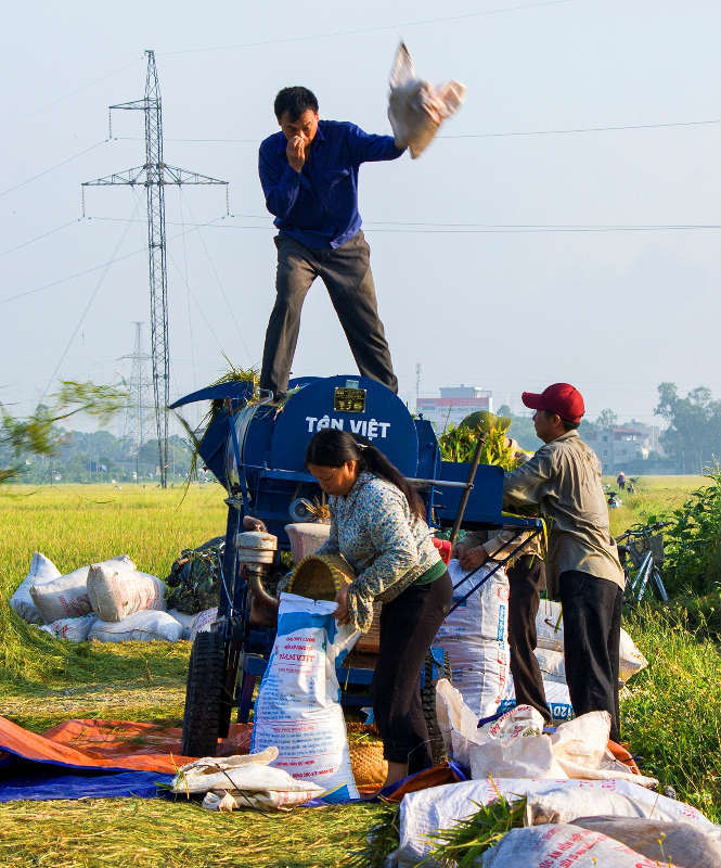 Thanh Oai, Mỹ Đức vào vụ thu hoạch lúa Chiêm Xuân - Ảnh 5
