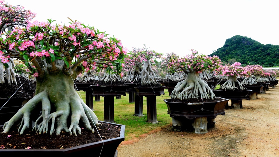 Lạc vào cõi hoa Sứ khu công viên Nong Nooch Garden and Resort (Thái Lan) - Ảnh 15
