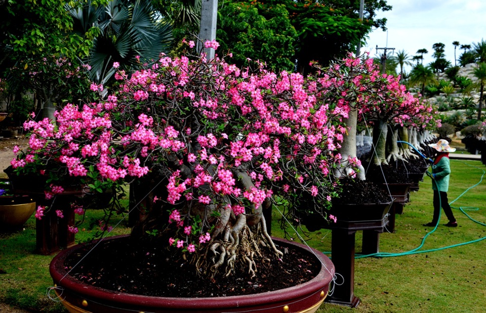 Lạc vào cõi hoa Sứ khu công viên Nong Nooch Garden and Resort (Thái Lan) - Ảnh 3