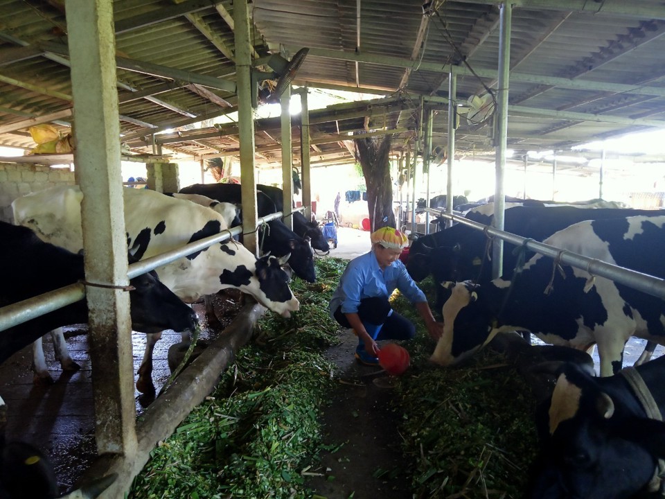 Làm giàu từ chăn nuôi bò sữa - Ảnh 1