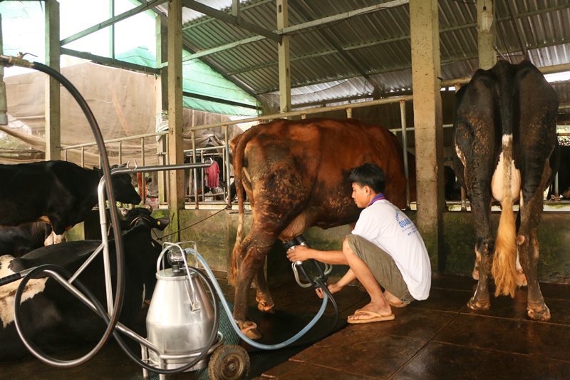 Chủ tịch UBND tỉnh Sóc Trăng chỉ đạo các lực lượng vào cuộc “giải cứu” sữa bò - Ảnh 2