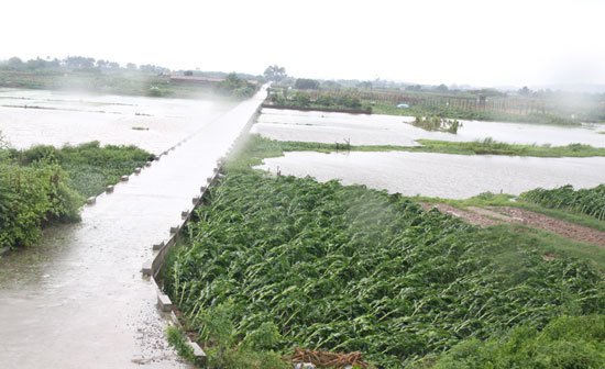 Hà Nội: Mưa lớn làm ngập úng gần 425ha lúa - Ảnh 1
