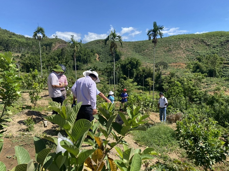 Quảng Ngãi: Người Cadong trồng cây ăn quả theo chuẩn VietGap - Ảnh 1