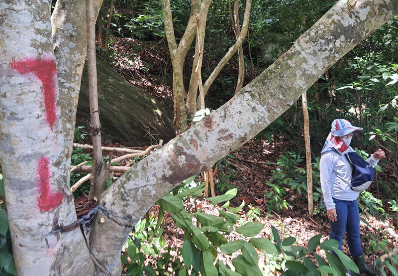 Kiên Giang: Đất rừng Phú Quốc vẫn bị tấn công - Ảnh 2