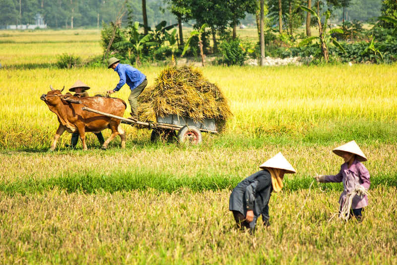 Thanh Oai, Mỹ Đức vào vụ thu hoạch lúa Chiêm Xuân - Ảnh 4
