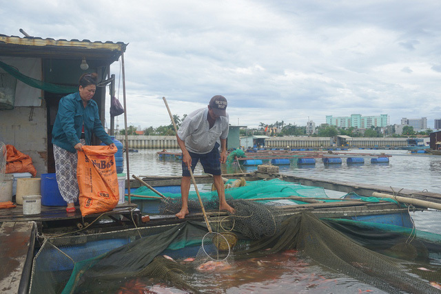 Đà Nẵng: Hàng chục tấn cá bỗng chết chưa rõ nguyên nhân - Ảnh 2