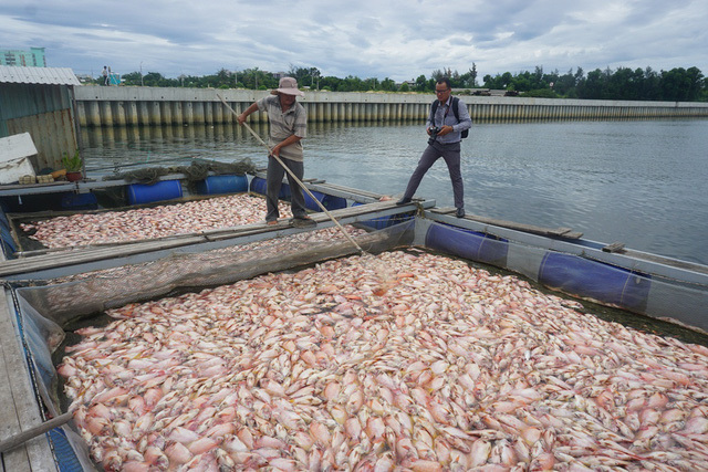 Đà Nẵng: Hàng chục tấn cá bỗng chết chưa rõ nguyên nhân - Ảnh 1