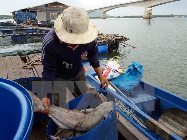 Đã tìm ra nguyên nhân gần 90 tấn cá chết trên sông Chà Và - Ảnh 1