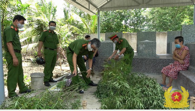 Tiền Giang: Một hộ dân trồng 115 cây cần sa trong vườn để sử dụng - Ảnh 1