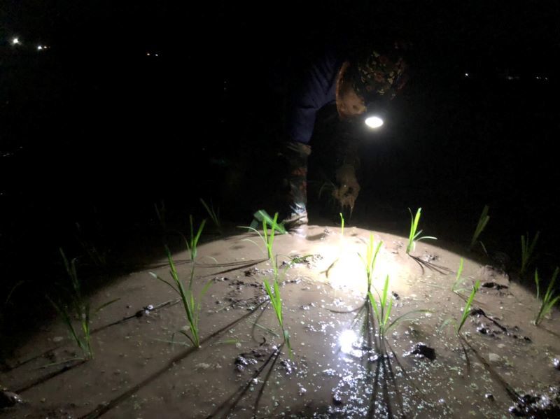 Hà Nội: Nông dân chong đèn cấy lúa đêm tránh nắng - Ảnh 3